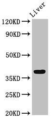 APOH antibody