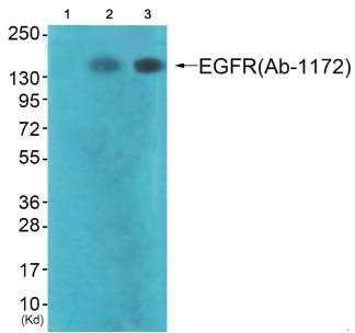 EGFR antibody