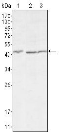 DKK3 Antibody