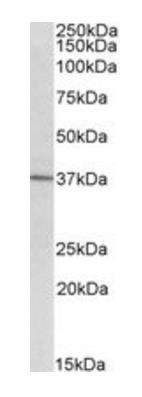 CD38 antibody