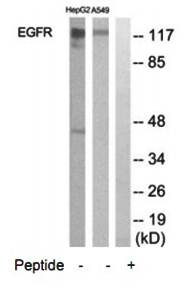 EGFR antibody