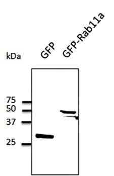 GFP antibody