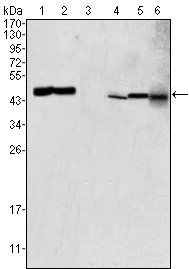 GOT2 Antibody