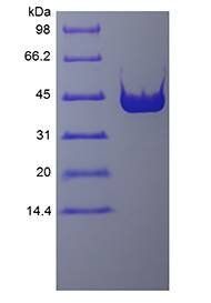 GST/HRV Protease