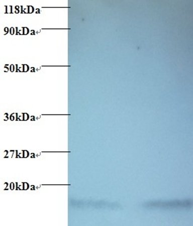 Hemoglobin antibody (Biotin)