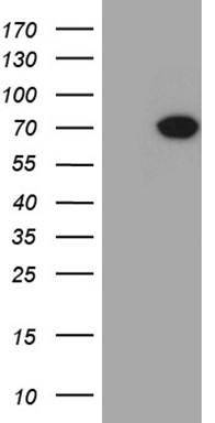 Pepsinogen II (PGC) antibody