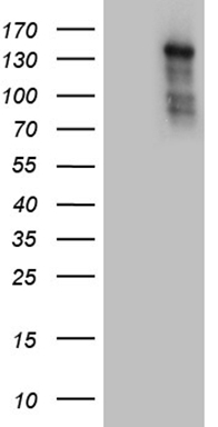 Pepsinogen II (PGC) antibody