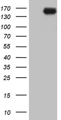 Pepsinogen II (PGC) antibody