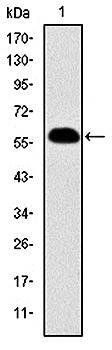 PHB Antibody