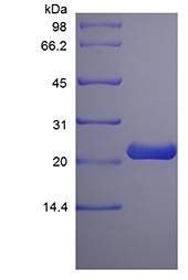 Rat Prolactin protein