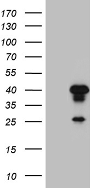 Rex1 (ZFP42) antibody