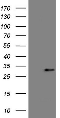 Rex1 (ZFP42) antibody