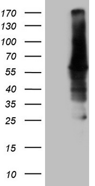 Rex1 (ZFP42) antibody