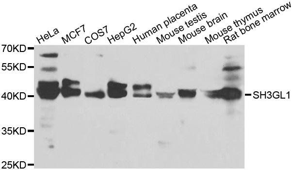 SH3GL1 antibody