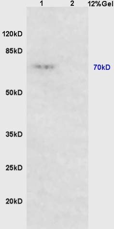 SHP1 antibody