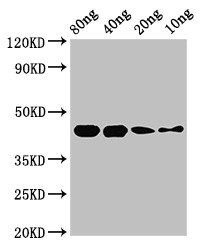 speB antibody