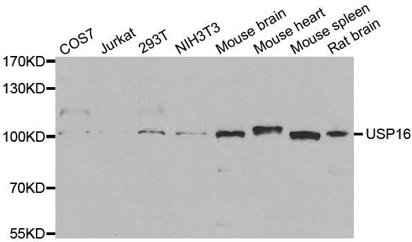 USP16 antibody