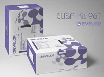 Human Elastin (ELN) ELISA Kit