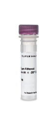 Recombinant Human FGF-basic 147 / FGF-2