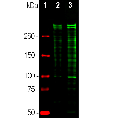 Western Blot