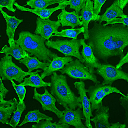 Immunofluorescence