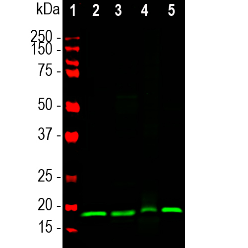 Western Blot