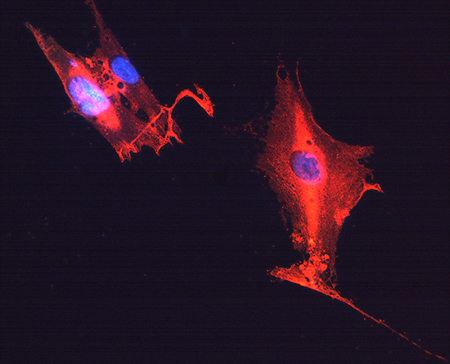 GFAP (cat no. RA22101, red fluorescence) with DAPI (blue) counterstain