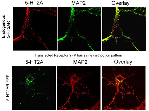 Mouse frontal cortical neuron cultures (p1 pups, day 4 culture stained-Neuromicsantibody: 5-HT2AR at 1:100 48 hours. MAP2 Ab: 1:20,000, 24 h. Details in Schmid, Raehal, and Bohn; 2008; PNAS