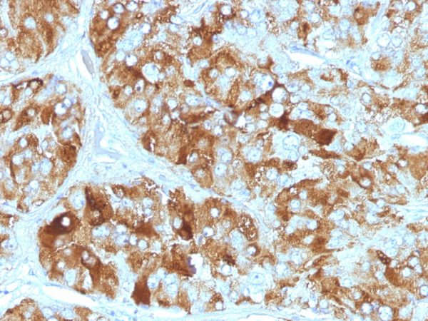 Chromogranin A / CHGA (Neuroendocrine Marker) Antibody - Image 4