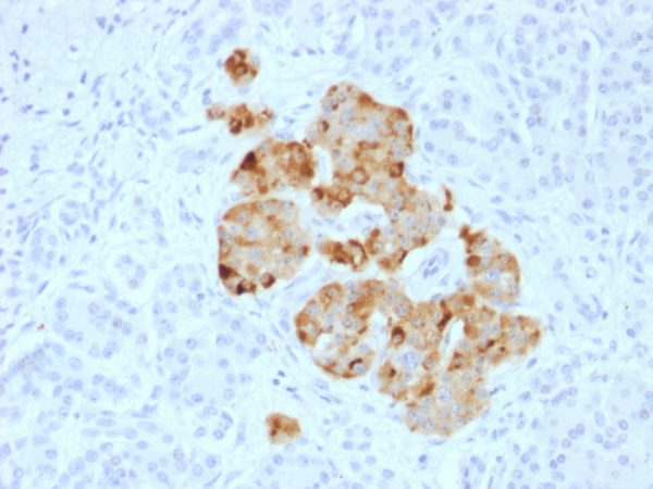 Chromogranin A / CHGA (Neuroendocrine Marker) Antibody - Image 2