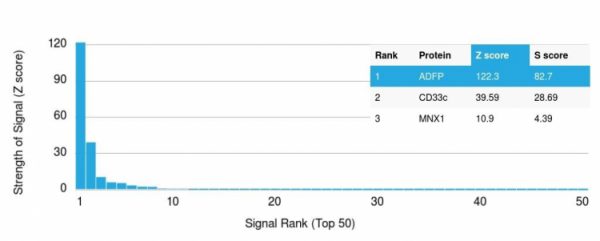 Analysis of Protein Array containing more than 19,000 full-length human proteins using Adipophilin Mouse Monoclonal Antibody (ADFP/1366). Z- and S- Score: The Z-score represents the strength of a signal that a monoclonal antibody (Monoclonal Antibody) (in combination with a fluorescently-tagged anti-IgG secondary antibody) produces when binding to a particular protein on the HuProtTM array. Z-scores are described in units of standard deviations (SD's) above the mean value of all signals generated on that array. If targets on HuProtTM are arranged in descending order of the Z-score, the S-score is the difference (also in units of SD's) between the Z-score. S-score therefore represents the relative target specificity of a Monoclonal Antibody to its intended target. A Monoclonal Antibody is considered to specific to its intended target, if the Monoclonal Antibody has an S-score of at least 2.5. For example, if a Monoclonal Antibody binds to protein X with a Z-score of 43 and to protein Y with a Z-score of 14, then the S-score for the binding of that Monoclonal Antibody to protein X is equal to 29.