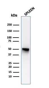 Western Blot Analysis of human spleen tissue lysate using Thymidine Phosphorylase / PD-ECGF Monoclonal Antibody (P-GF.44C).