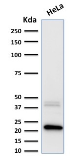 Western Blot Analysis of human HeLa cell lysate using Ferritin, Light Chain Mouse Monoclonal Antibody (FTL/1389).