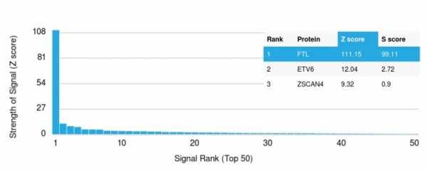 Analysis of Protein Array containing more than 19,000 full-length human proteins using Ferritin, Light Chain Mouse Monoclonal Antibody (FTL/1389) Z- and S- Score: The Z-score represents the strength of a signal that a monoclonal antibody (MAb) (in combination with a fluorescently-tagged anti-IgG secondary antibody) produces when binding to a particular protein on the HuProtTM array. Z-scores are described in units of standard deviations (SD's) above the mean value of all signals generated on that array. If targets on HuProtTM are arranged in descending order of the Z-score, the S-score is the difference (also in units of SD's) between the Z-score. S-score therefore represents the relative target specificity of a MAb to its intended target. A MAb is considered to specific to its intended target, if the MAb has an S-score of at least 2.5. For example, if a MAb binds to protein X with a Z-score of 43 and to protein Y with a Z-score of 14, then the S-score for the binding of that MAb to protein X is equal to 29.