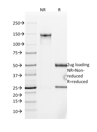 SDS-PAGE Analysis of Purified MUC2 Mouse Monoclonal Antibody (SPM513).  Confirmation of Integrity and Purity of Antibody