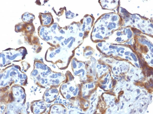 Formalin-fixed, paraffin-embedded human Placenta stained with TIMP2 Mouse Monoclonal Antibody (3A4)