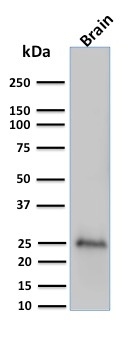 Western Blot Analysis of human brain tissue lysate using Pgp9.5 Monoclonal Antibody (UCHL1/775).