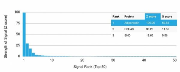 Analysis of Protein Array containing more than 19,000 full-length human proteins using Adiponectin Mouse Monoclonal Antibody (ADPN/1370). Z- and S- Score: The Z-score represents the strength of a signal that a monoclonal antibody (MAb) (in combination with a fluorescently-tagged anti-IgG secondary antibody) produces when binding to a particular protein on the HuProtTM array. Z-scores are described in units of standard deviations (SD's) above the mean value of all signals generated on that array. If targets on HuProtTM are arranged in descending order of the Z-score, the S-score is the difference (also in units of SD's) between the Z-score. S-score therefore represents the relative target specificity of a MAb to its intended target. A MAb is considered to specific to its intended target, if the MAb has an S-score of at least 2.5. For example, if a MAb binds to protein X with a Z-score of 43 and to protein Y with a Z-score of 14, then the S-score for the binding of that MAb to protein X is equal to 29.