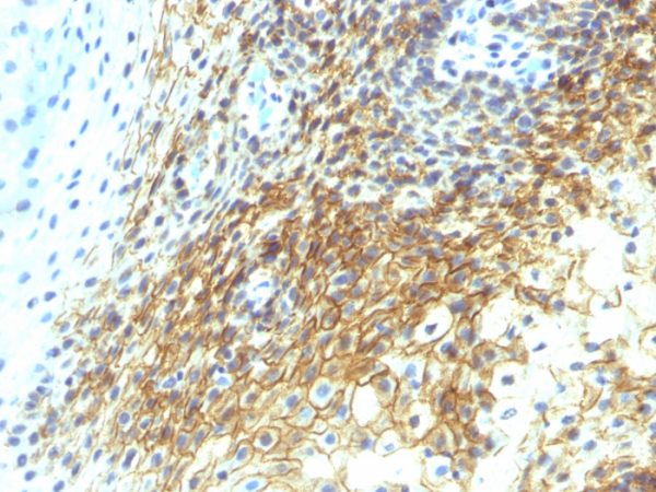 CD44v4 (Marker of Tumor Metastasis) Antibody - Image 2