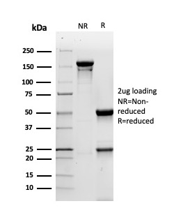 CD44v4 (Marker of Tumor Metastasis) Antibody - Image 3