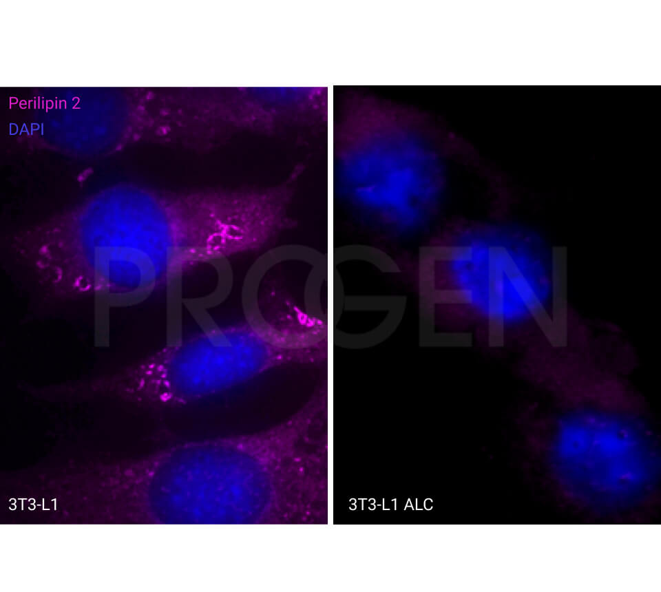 anti-Perilipin 2 (N-terminus aa 6-27) guinea pig polyclonal, serum