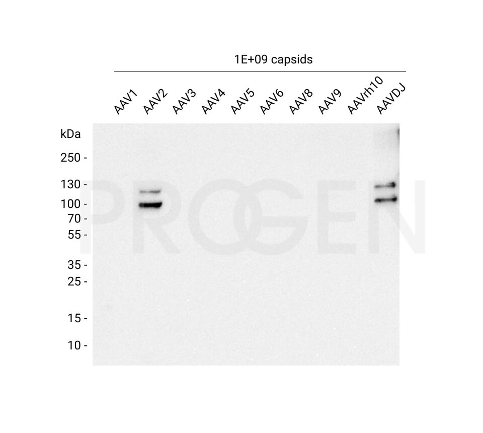 anti-AAV VP1/VP2 mouse monoclonal, A69, lyophilized, purified