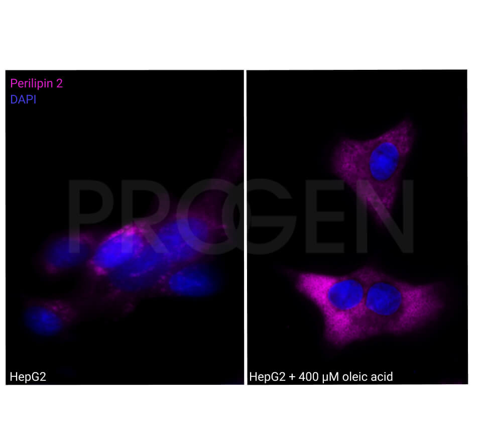 anti-Perilipin 2 (C-terminus) guinea pig polyclonal, serum