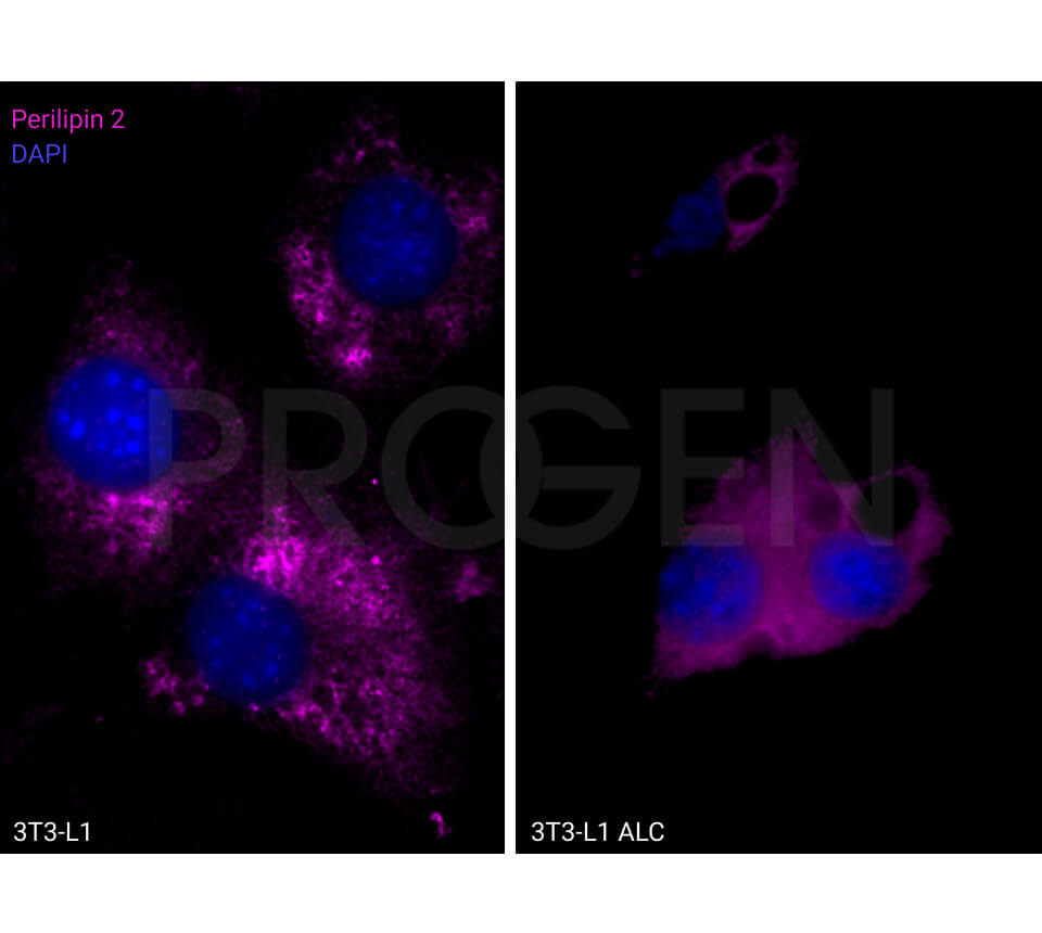 anti-Perilipin 2 (mouse N-terminus) guinea pig polyclonal, serum