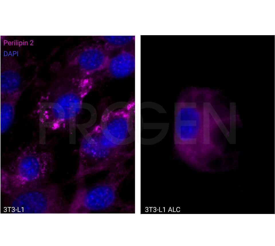 anti-Perilipin 2 (N-terminus aa 1-16) guinea pig polyclonal, serum