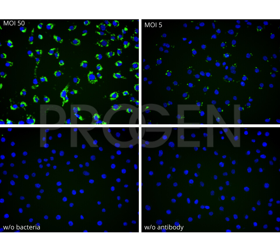 anti-Yersinia enterocolitica O:9 mouse monoclonal, 8E9, purified