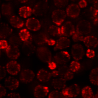 Phalloidin Conjugates - Image 3