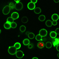 Yeast Viability Staining Kit - Image 3