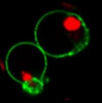 NucView 530 CF488A Annexin