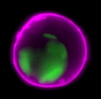 Dual Apoptosis Assay with NucView® 488 Caspase-3 Substrate & Annexin V